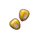 Corn Seeds