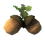 Acorns