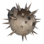 Pufferfish