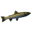 Pike