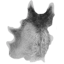 Wolf pelt